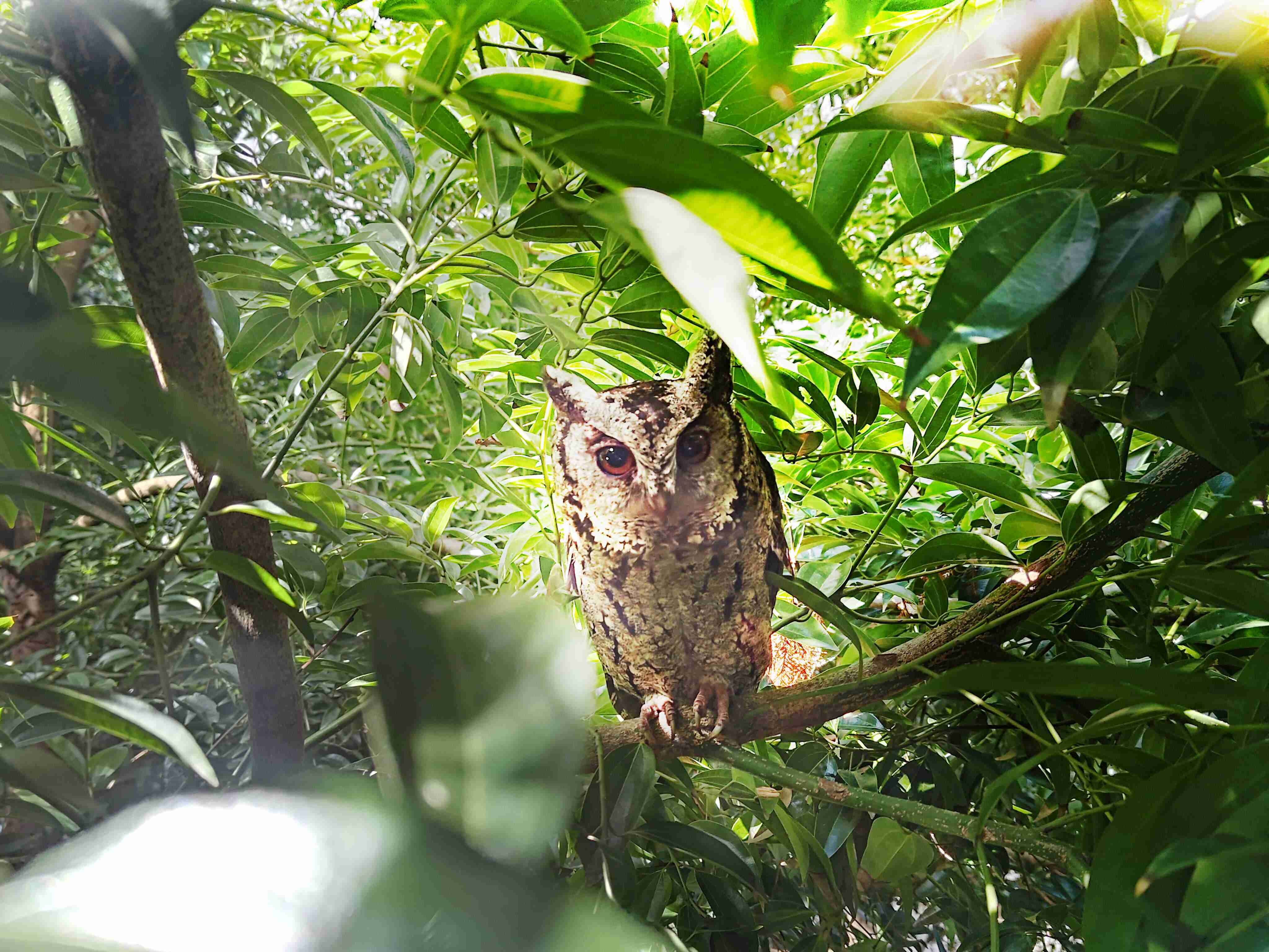 888.BY集团电子游戏致力提倡净零绿生活，，，，16年以来在全球各厂区植树逾百万棵，，造就各厂区树木蔚然成林，，，，犹如森林工厂，，，成为许多生物的栖息地